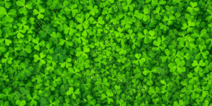screen filled with clovers shamrocks four leaf clover