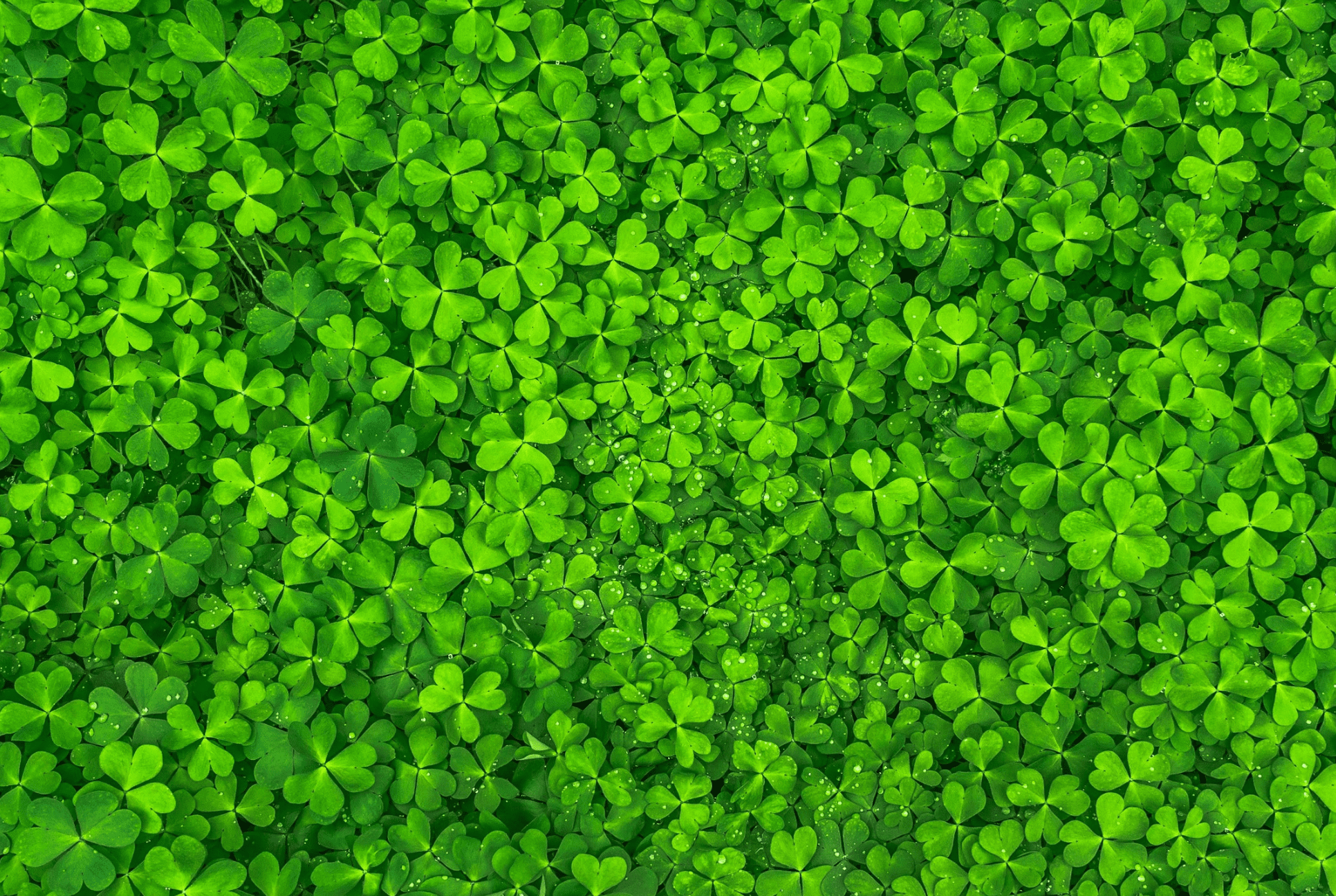 screen filled with clovers shamrocks four leaf clover