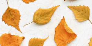 orange leaves on a table fall sensory crafts for kids