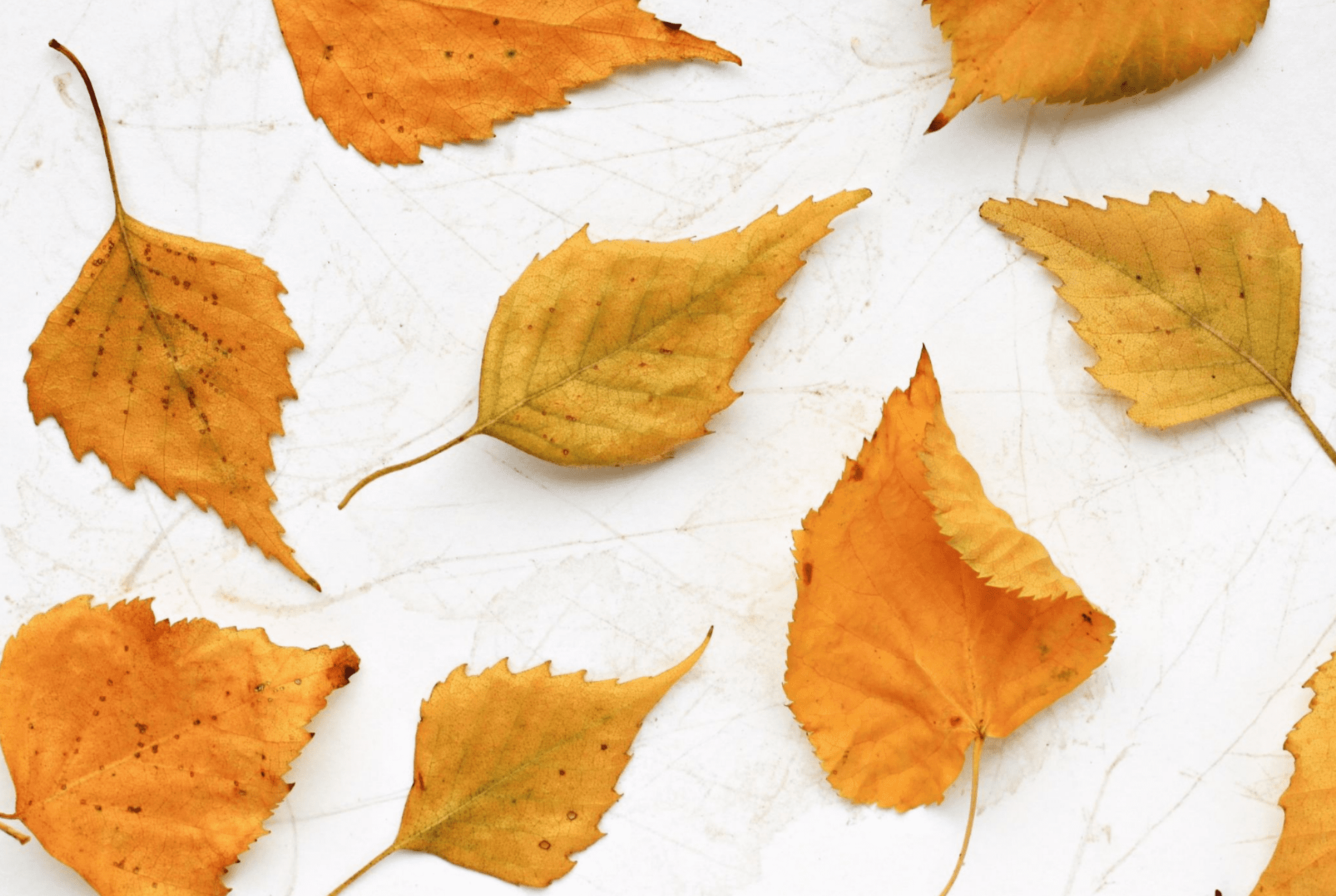 orange leaves on a table fall sensory crafts for kids