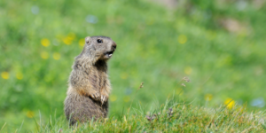 5 Fun Ways to Celebrate Groundhog's Day With Kids!