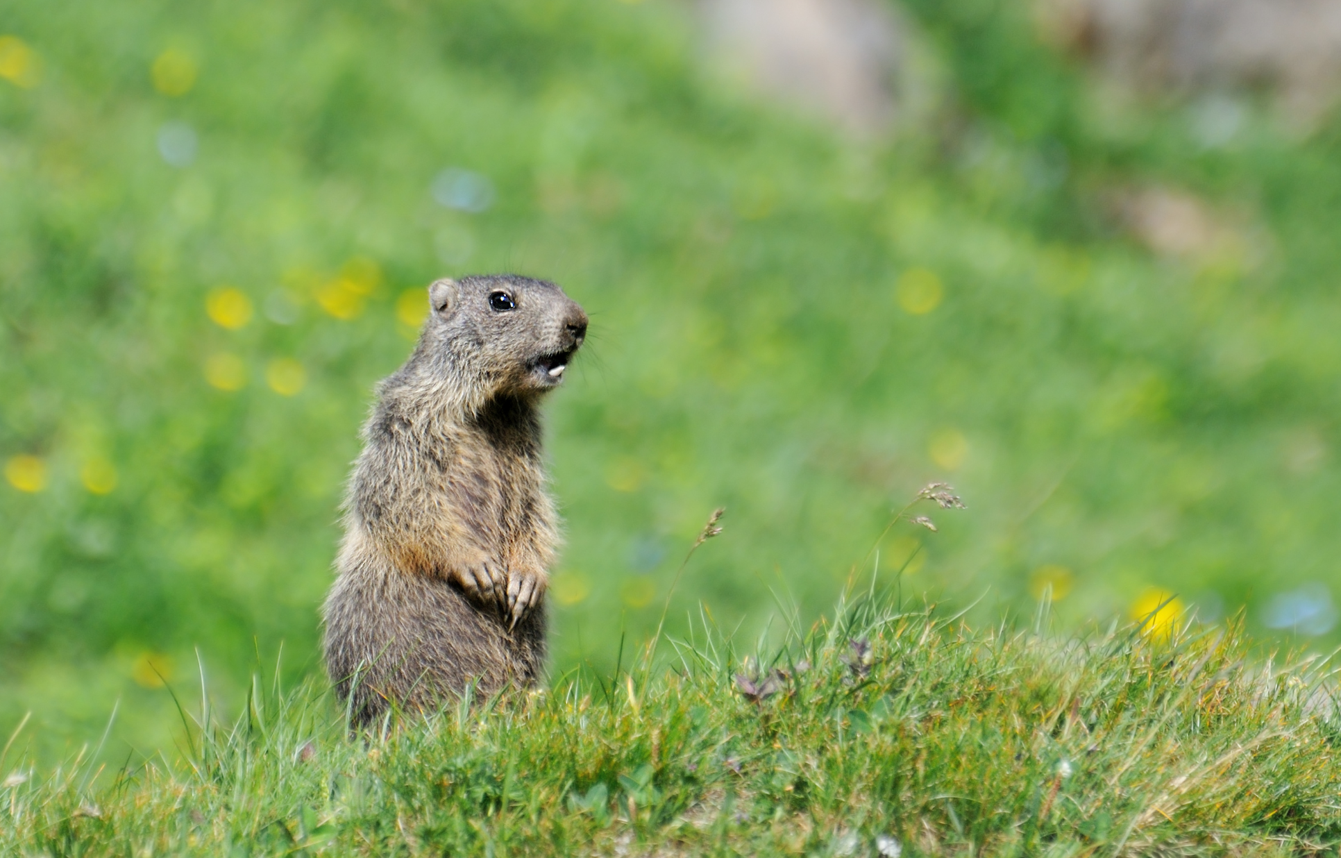 5 Fun Ways to Celebrate Groundhog's Day With Kids!
